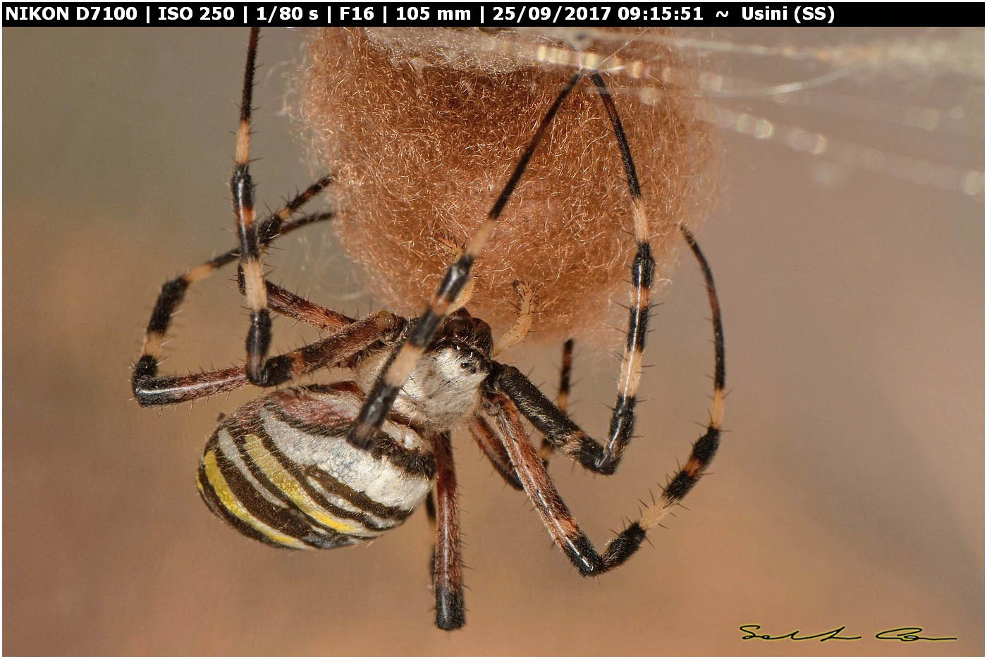 Argiope bruennichi deposizione e costruzione ovisacco